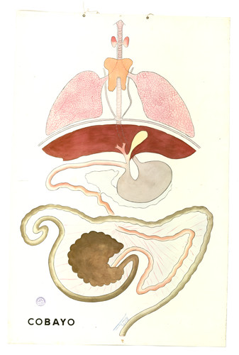 Vista ventral del aparato digestivo de cobaya (Cavia cobaya)