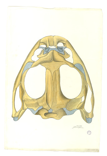 Vista dorsal del cráneo de una rana
