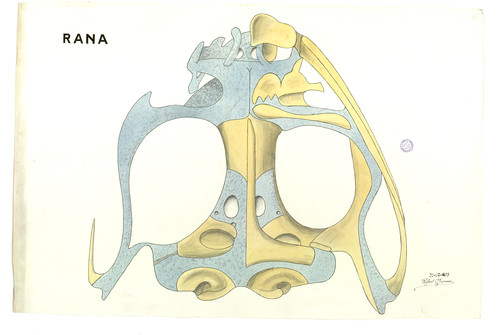 Vista ventral del cráneo de Rana sp.