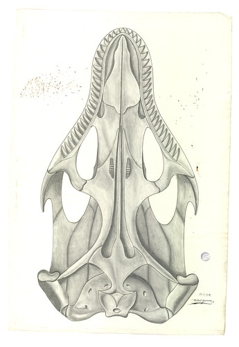 Vista ventral del cráneo de un reptil escamoso (Squamata)