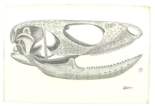 Perfil del cráneo de un reptil escamoso (Squamata)