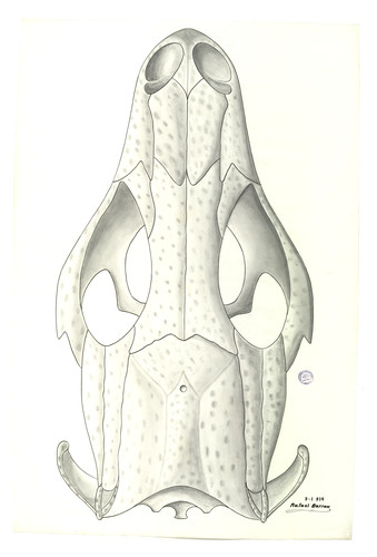 Vista dorsal del cráneo de un reptil escamoso (Squamata)